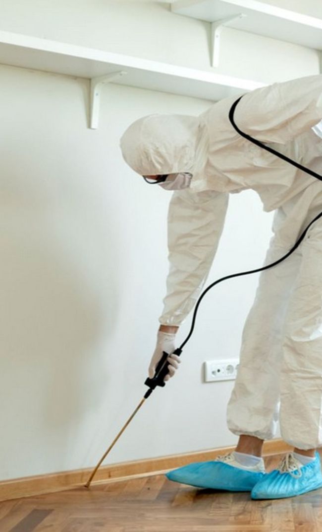 dedetizadora em Pelotas